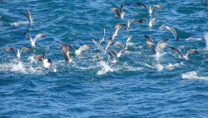 Cap de Biarra (Cap Béar)